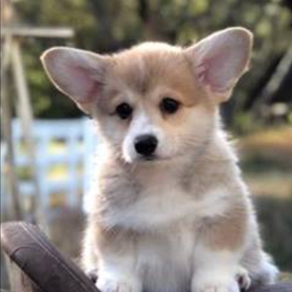 lonestarcorgis